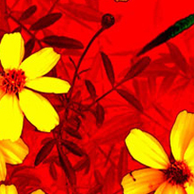 释放创新动力的网页端ddos